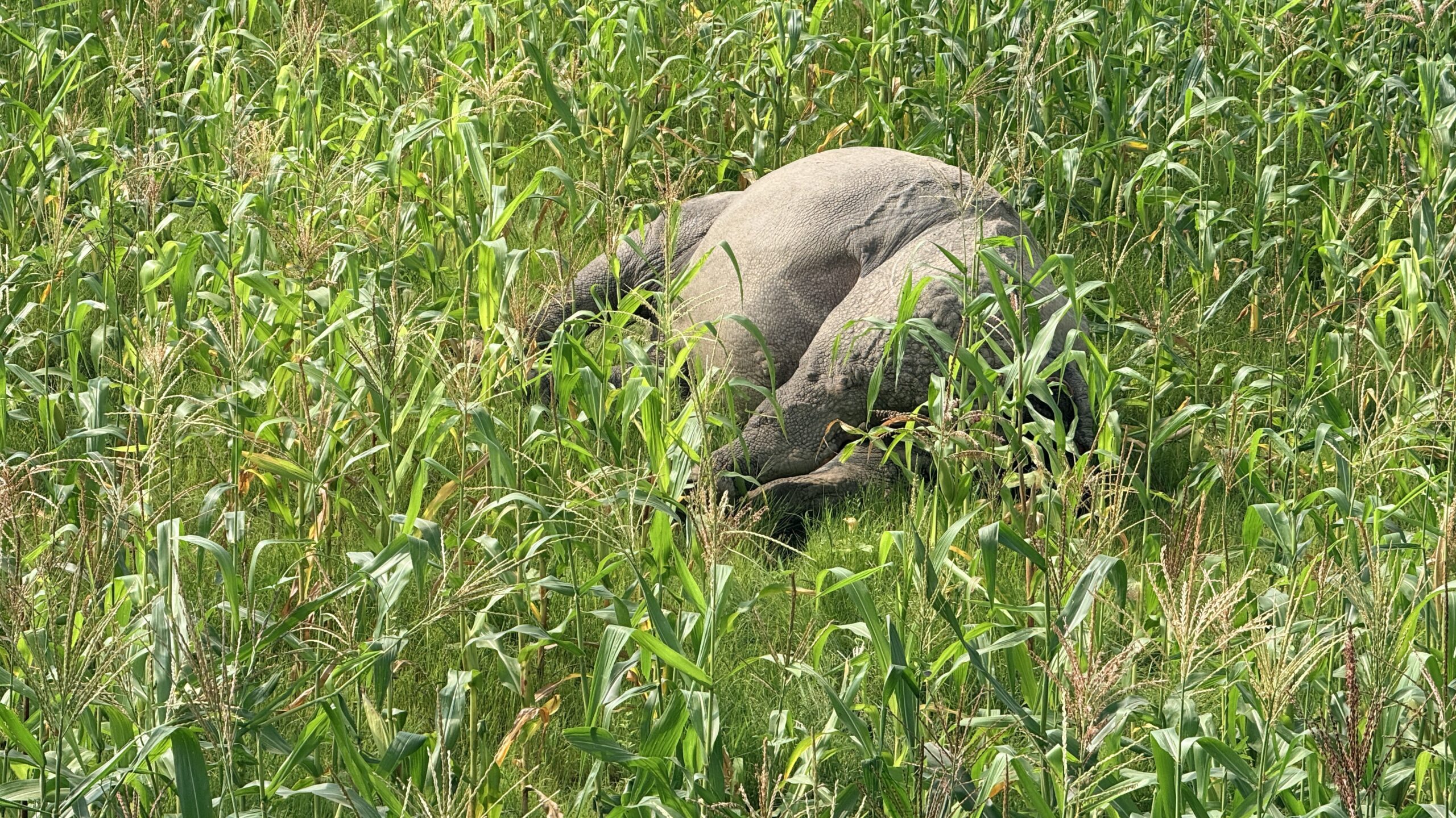 Rhino found dead in Kawasoti