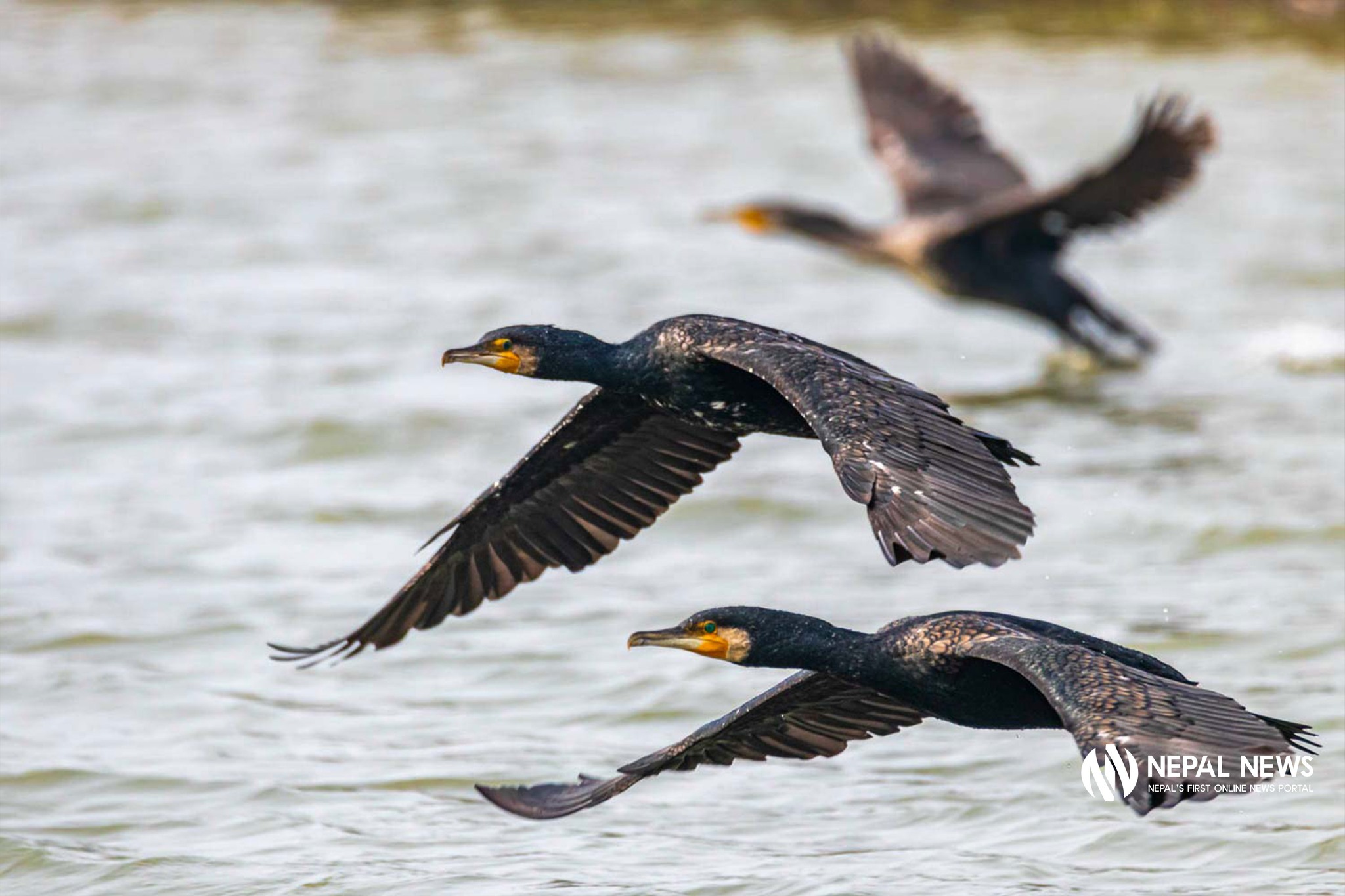 Hetauda: A hidden urban haven for birds (Photo Feature)