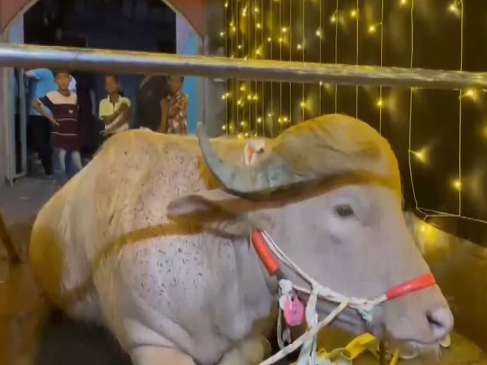 From viral sensation to zoo resident: Bangladesh’s ‘Trump’ buffalo spared from Eid sacrifice