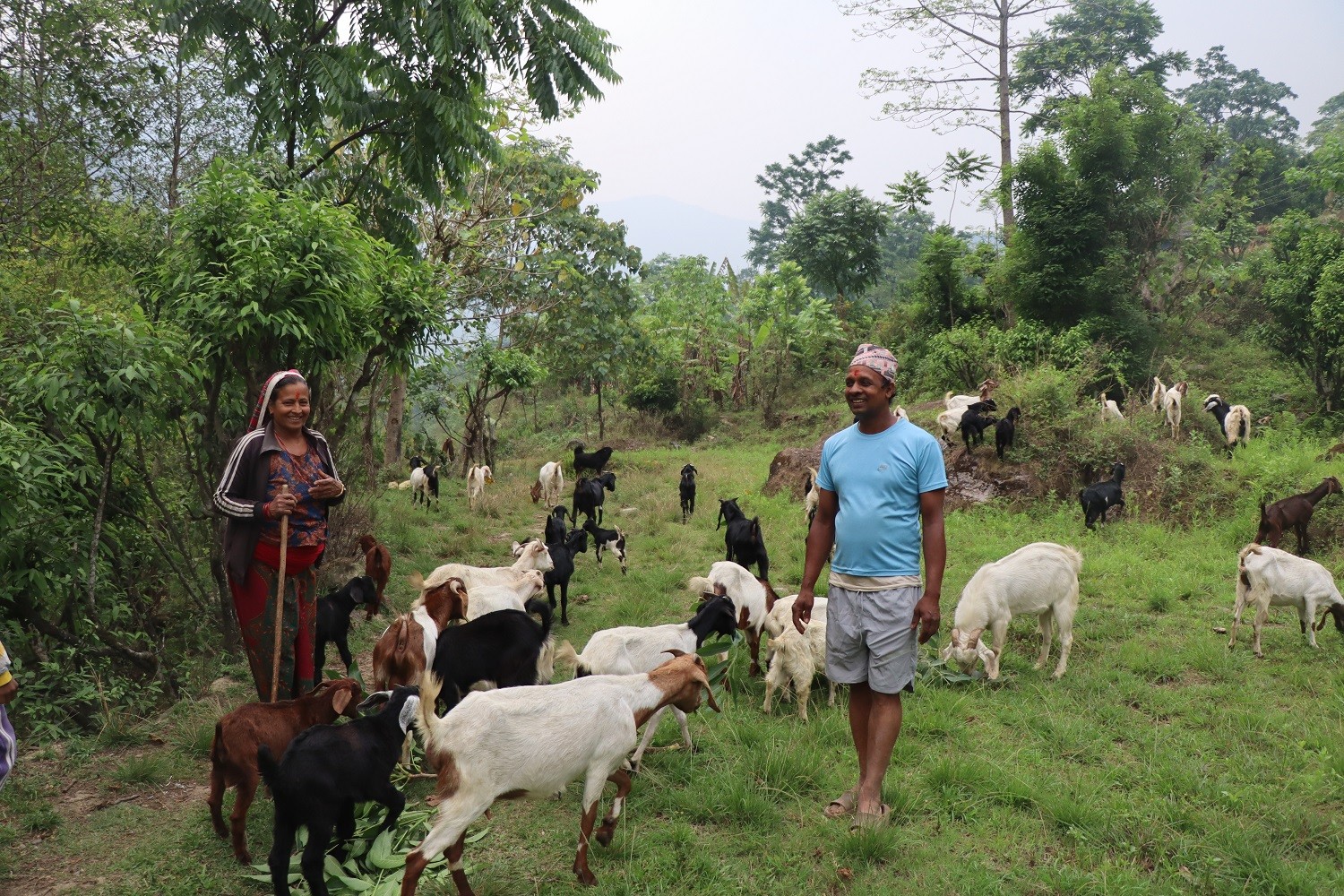 Govt employee quits job, finds niche in goat rearing