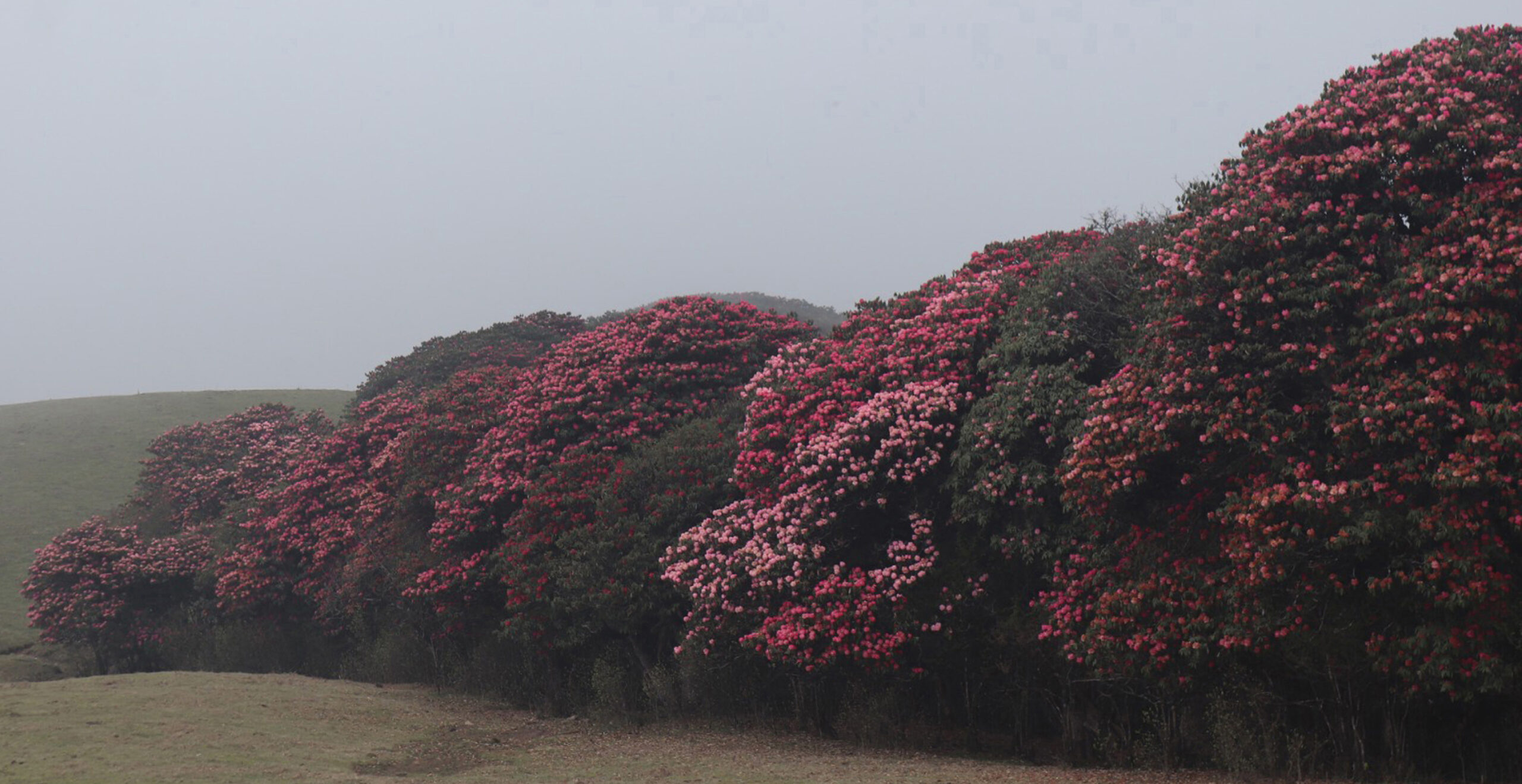 Blossoming gurans add attraction to Mundum Trail
