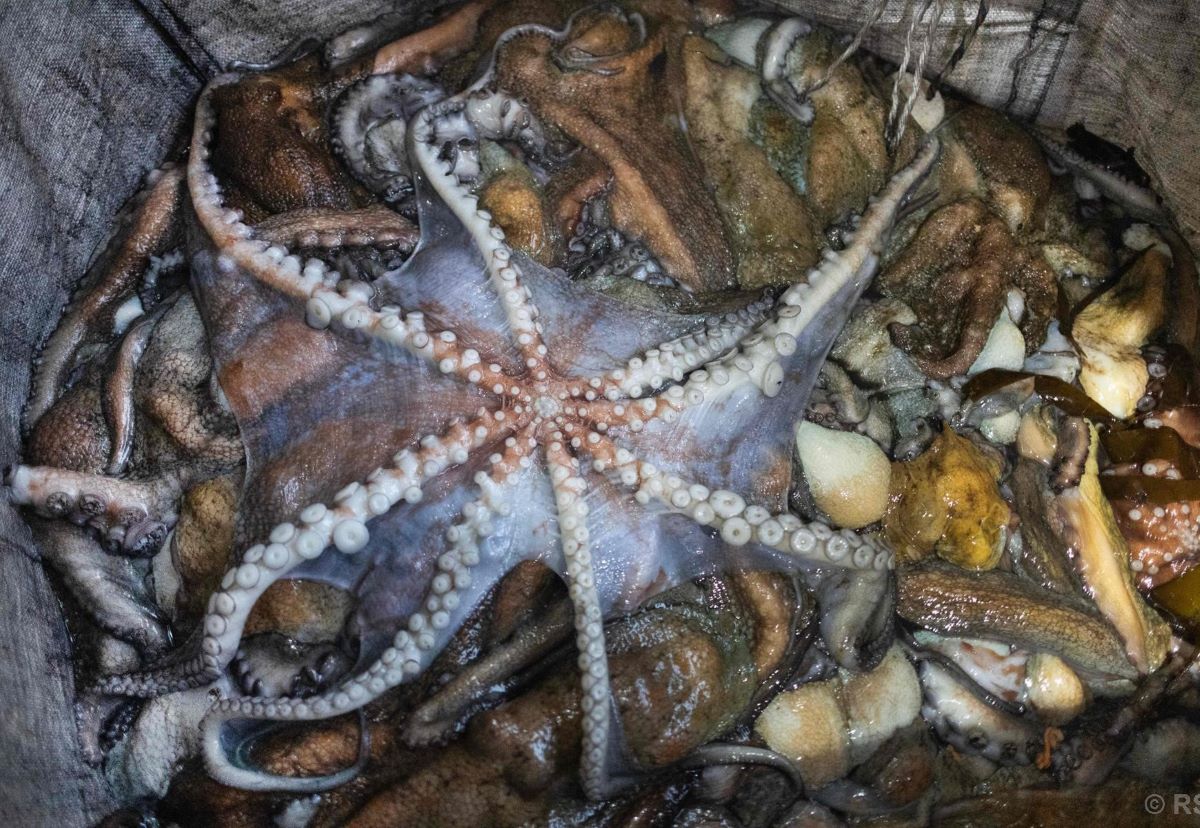 ‘He’s tiny! It’s blue!’: Scientists find new deep-sea octopus