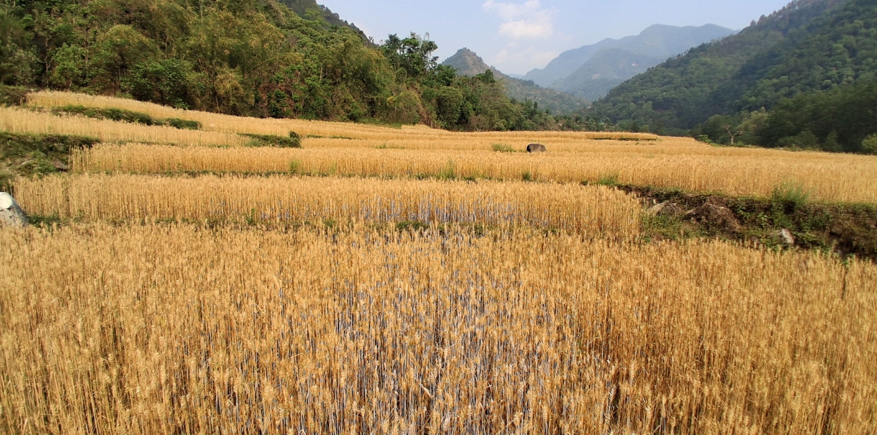 The growing threat to Nepal’s food security