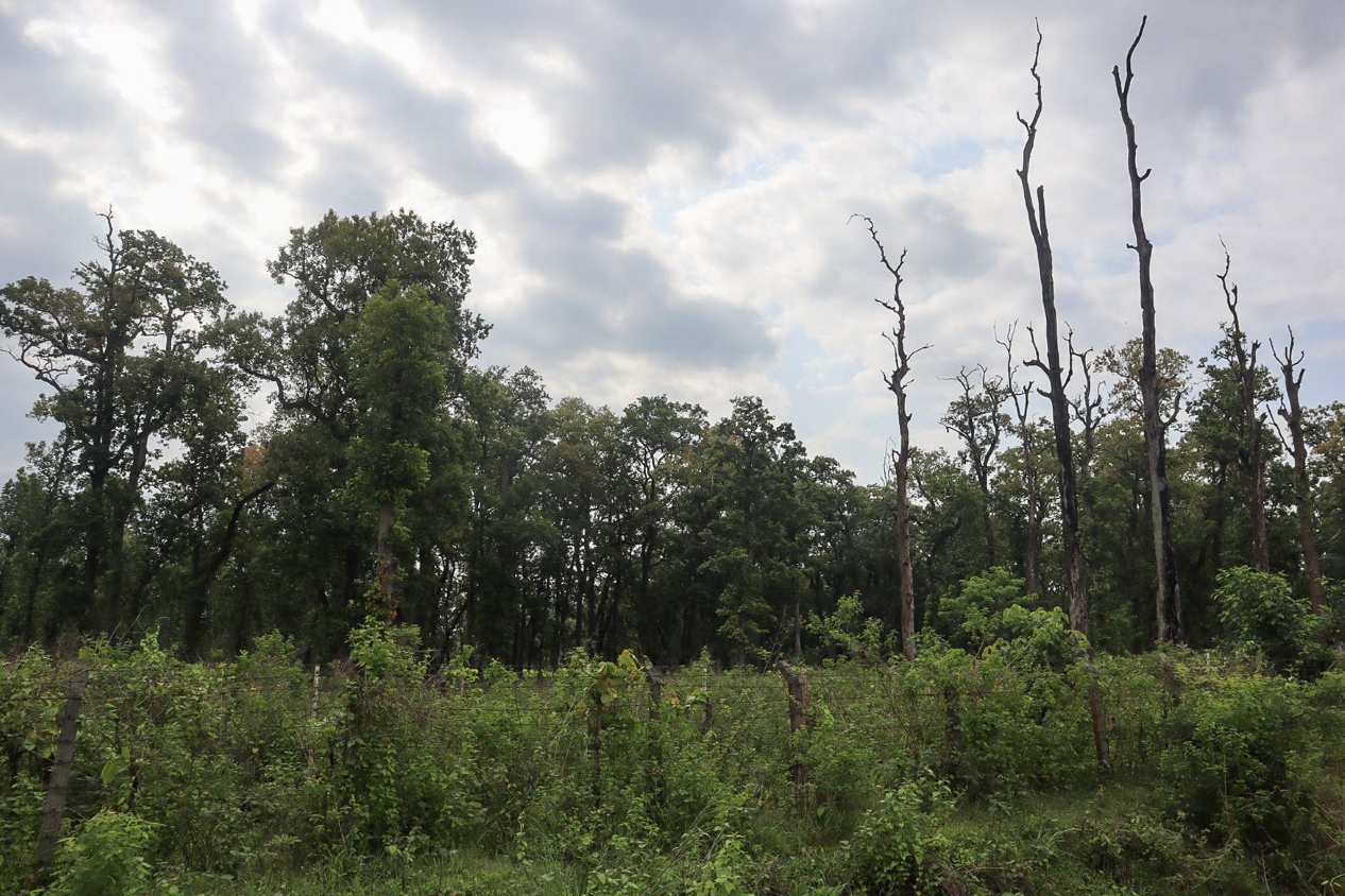 Nepal lets Rs 20 billion in sal timber rot in forests every year
