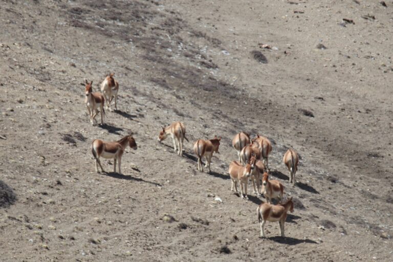 Over 100 wild donkeys spotted in upper Mustang highlands