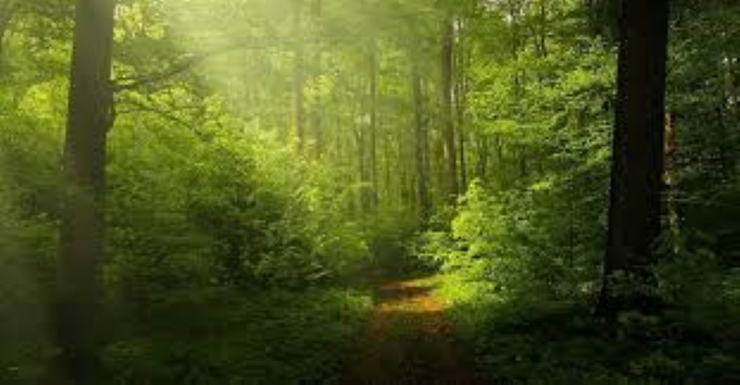 Forest coverage in South Asia: Nepal ranks second