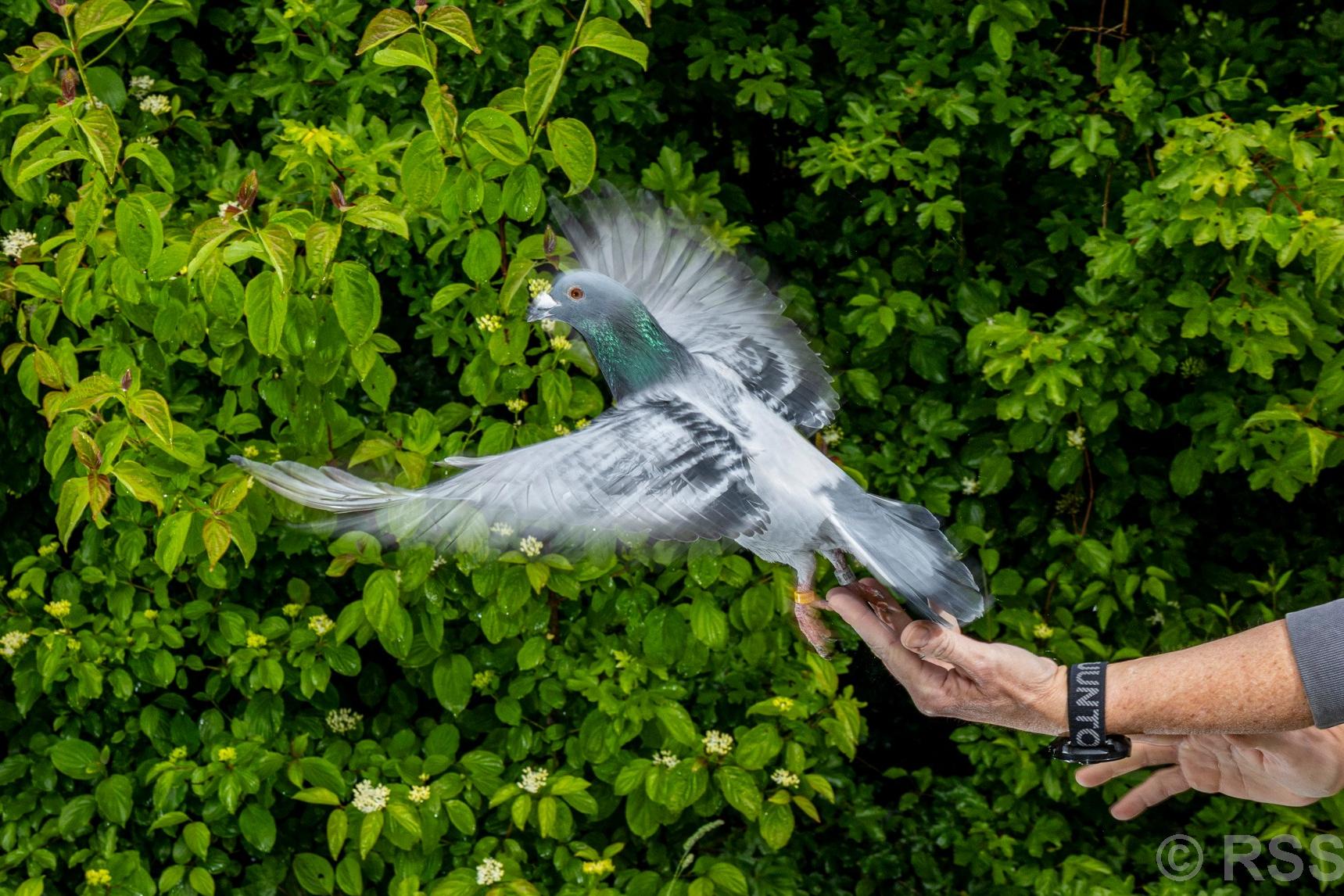 Pigeons may be navigating with their liver, study suggests