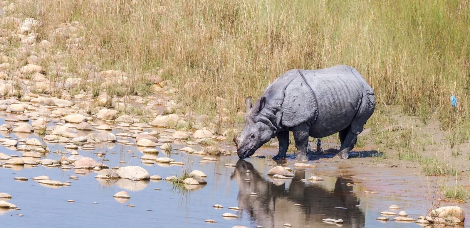 Rhino census postponed again this year due to budget shortages