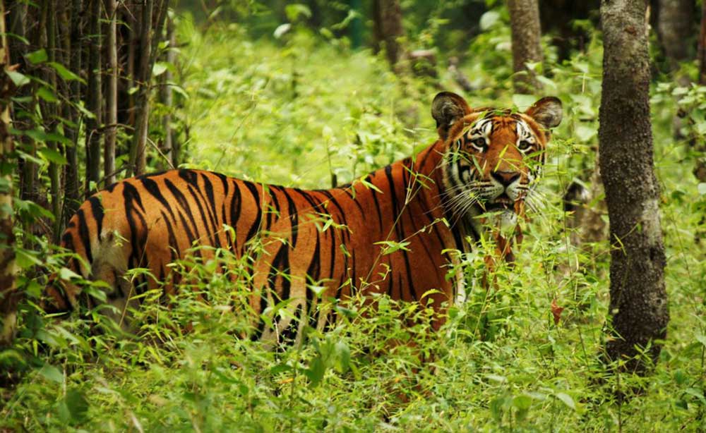 Six tigers found dead in Chitwan National Park this fiscal year