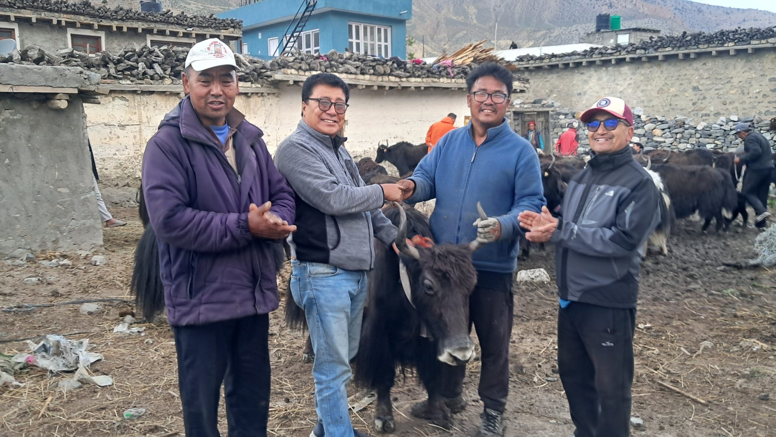 Gharpajhong distributes Yaks and Naks to farmers under subsidy
