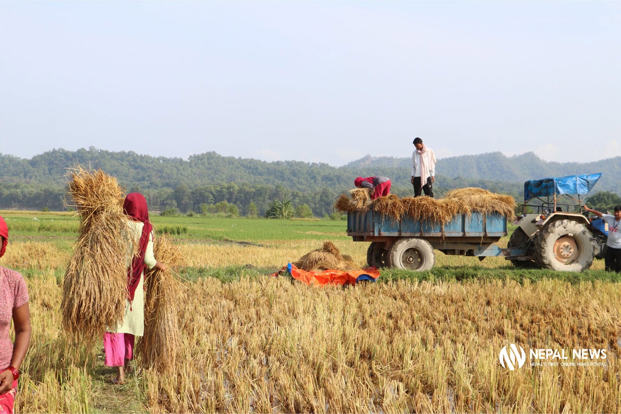 Windstorm and hail damage paddy in Binayi Triveni (Photo feature)