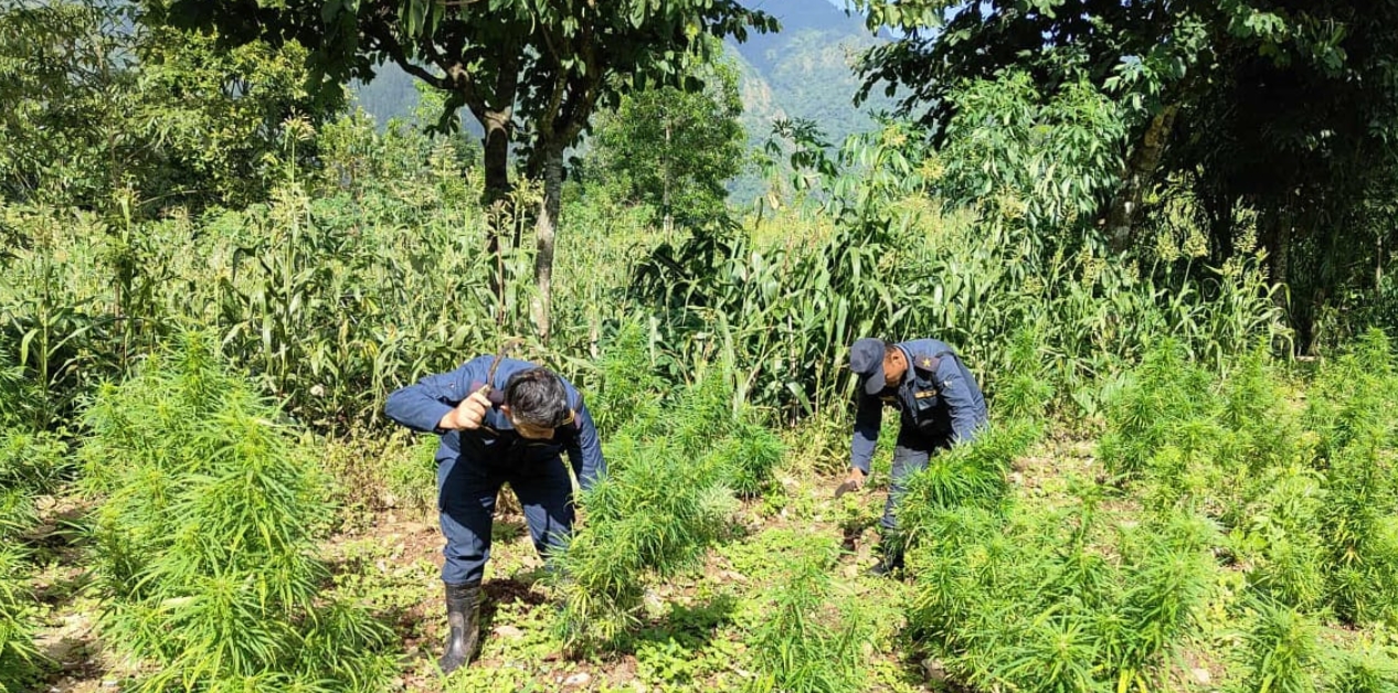 The Cannabis Corridor: Inside the Nepal-Bihar marijuana smuggling network