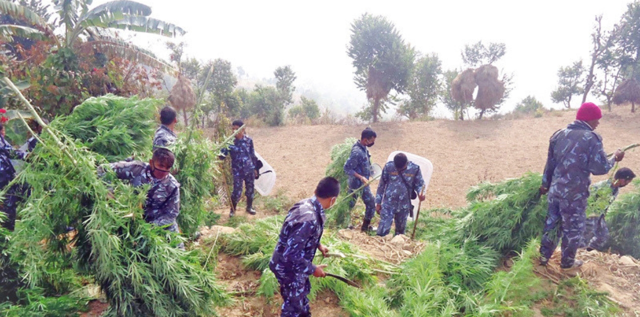 Shifting Regional Security Patterns Fuel Changes in Marijuana Smuggling Routes