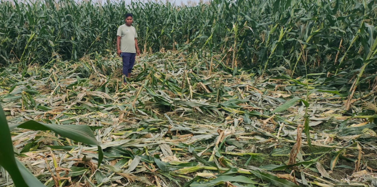 Government seeks sustainable measures to protect agriculture from wildlife