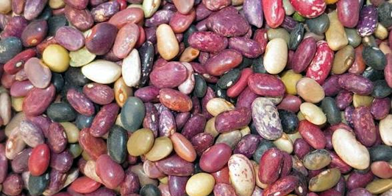 Jumla produces over 3,600 metric tons of Beans, earning Rs 13.3 million in a year