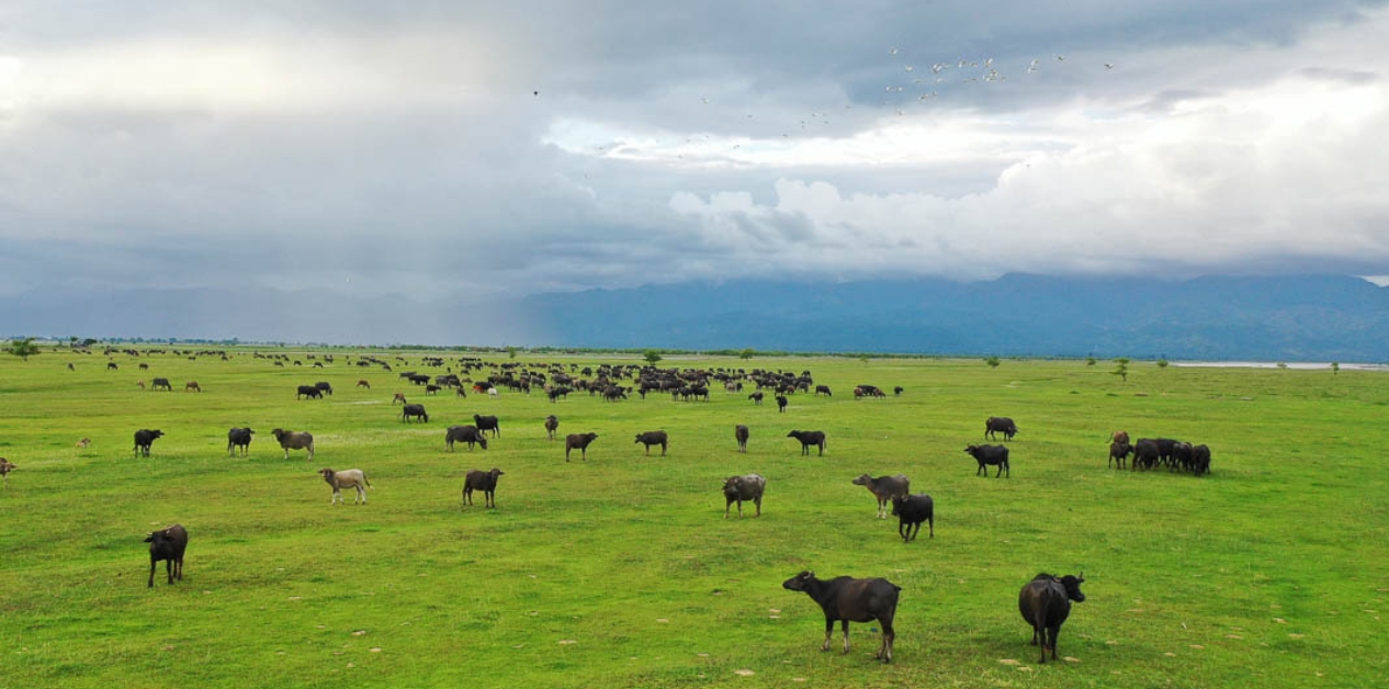 Koshi Tappu’s tourism potential rises despite infrastructure gaps