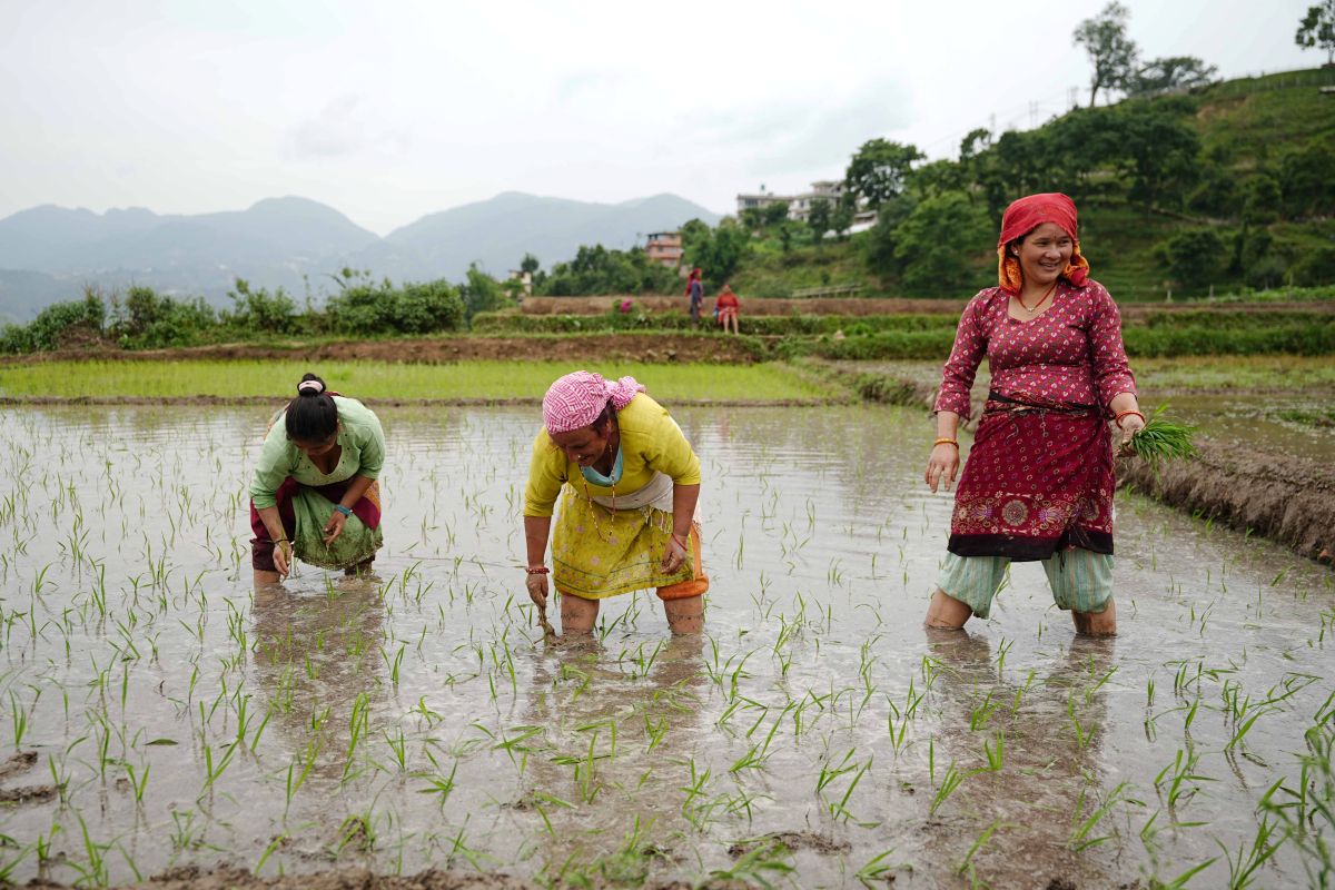 Paddy plantation begins in Sokhel area of Dakshinkali [Photo Feature]