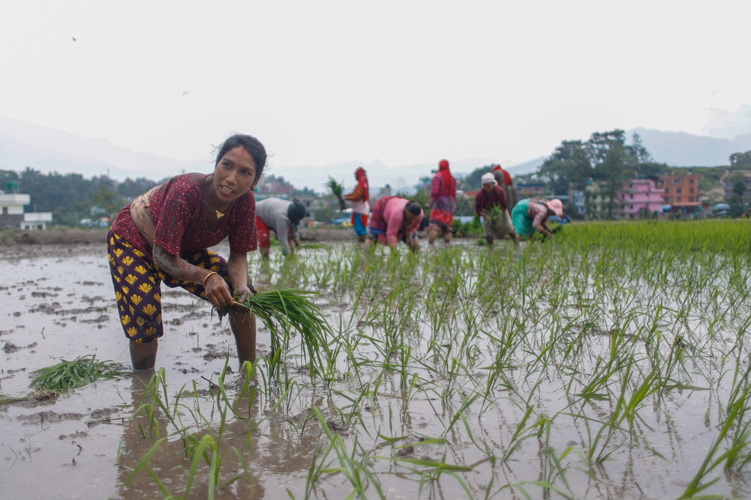 Tokha municipality organizes 23rd National Paddy Planting Festival