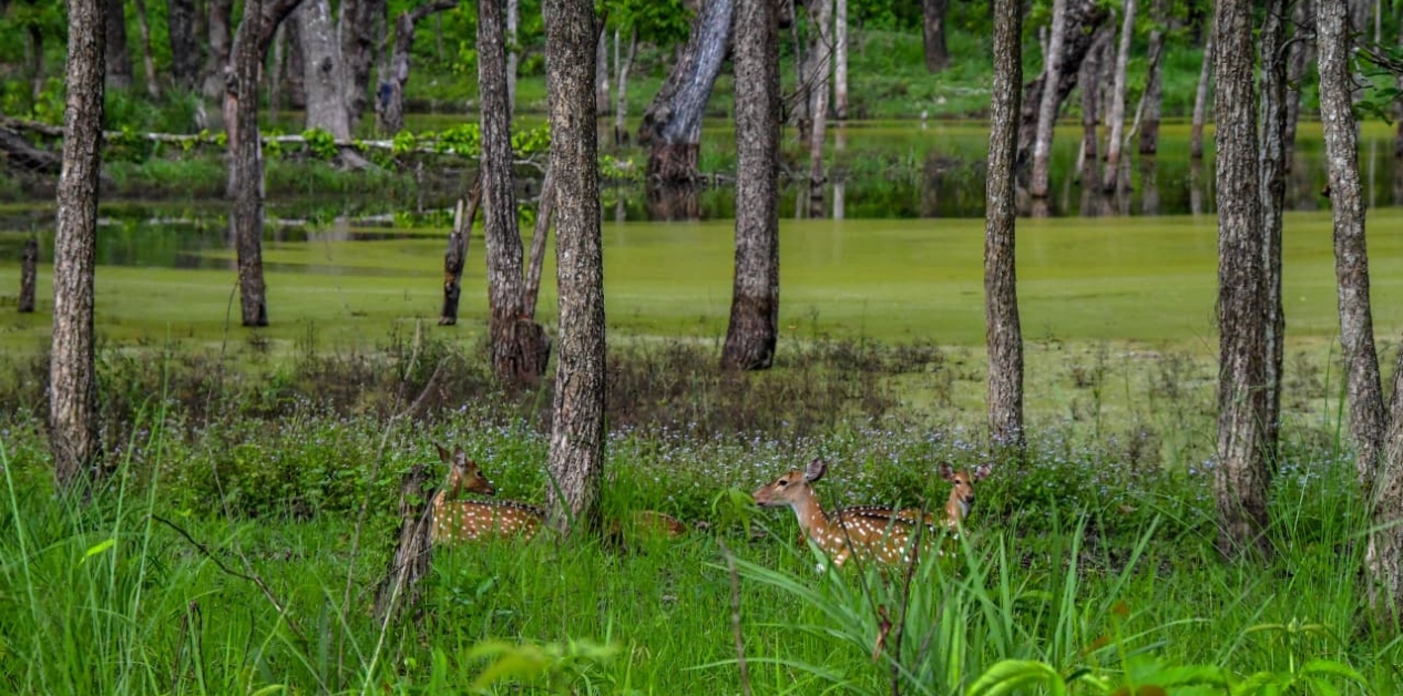 From sludge to sanctuary: The remarkable revival of Milijuli Lake in Chitwan