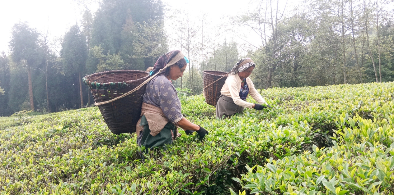 Indian policy leaves 65K tea workers jobless