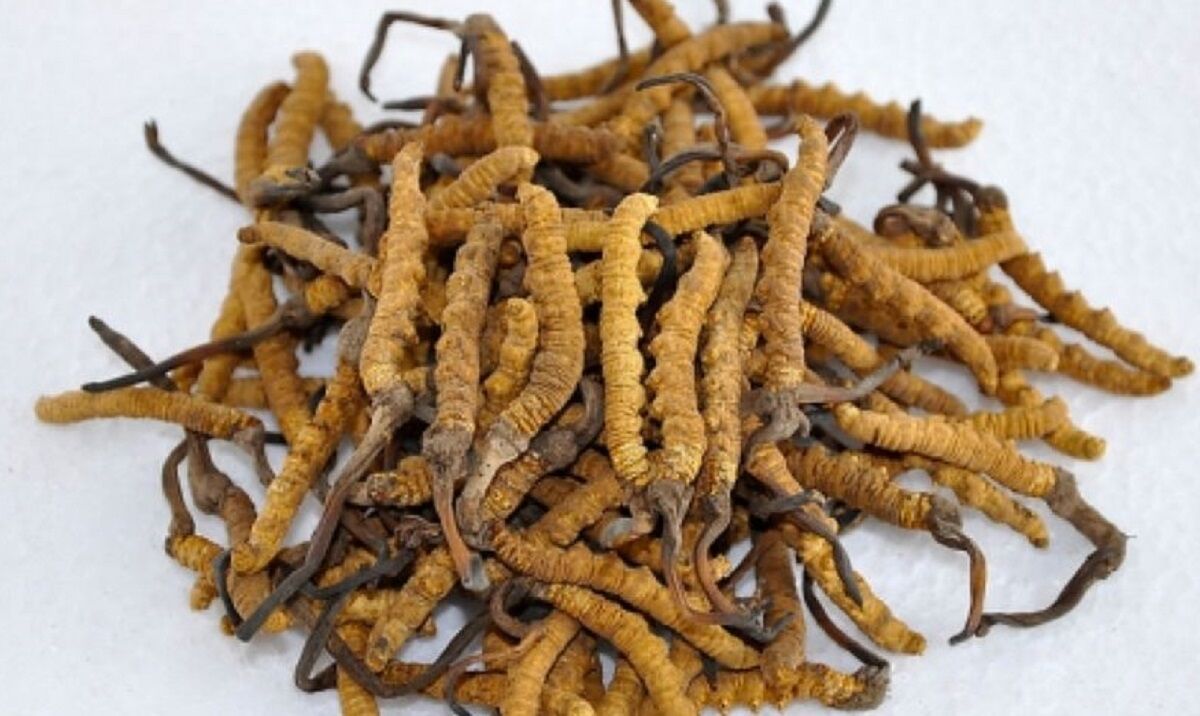 Four arrested for illegal collection of Yarsagumba in Myanglung