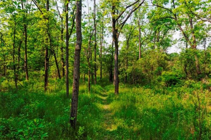 Durgabhitta Community Forest evolved into conservation model in Jhapa
