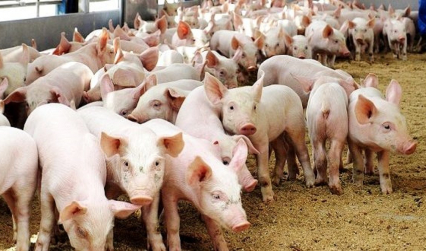 Pig and fish farming becomes lifeline for Kanchanpur family