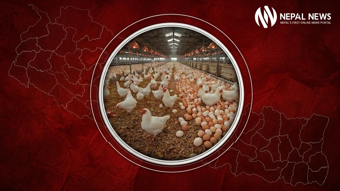 Bird Flu Returns: How H5N1 Is Tearing Through Nepal’s Poultry Sector