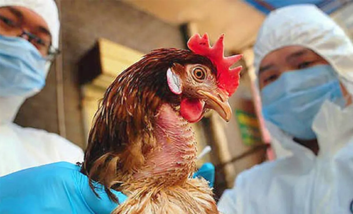 Bird flu outbreak: 700,000 fowls culled in 10 districts