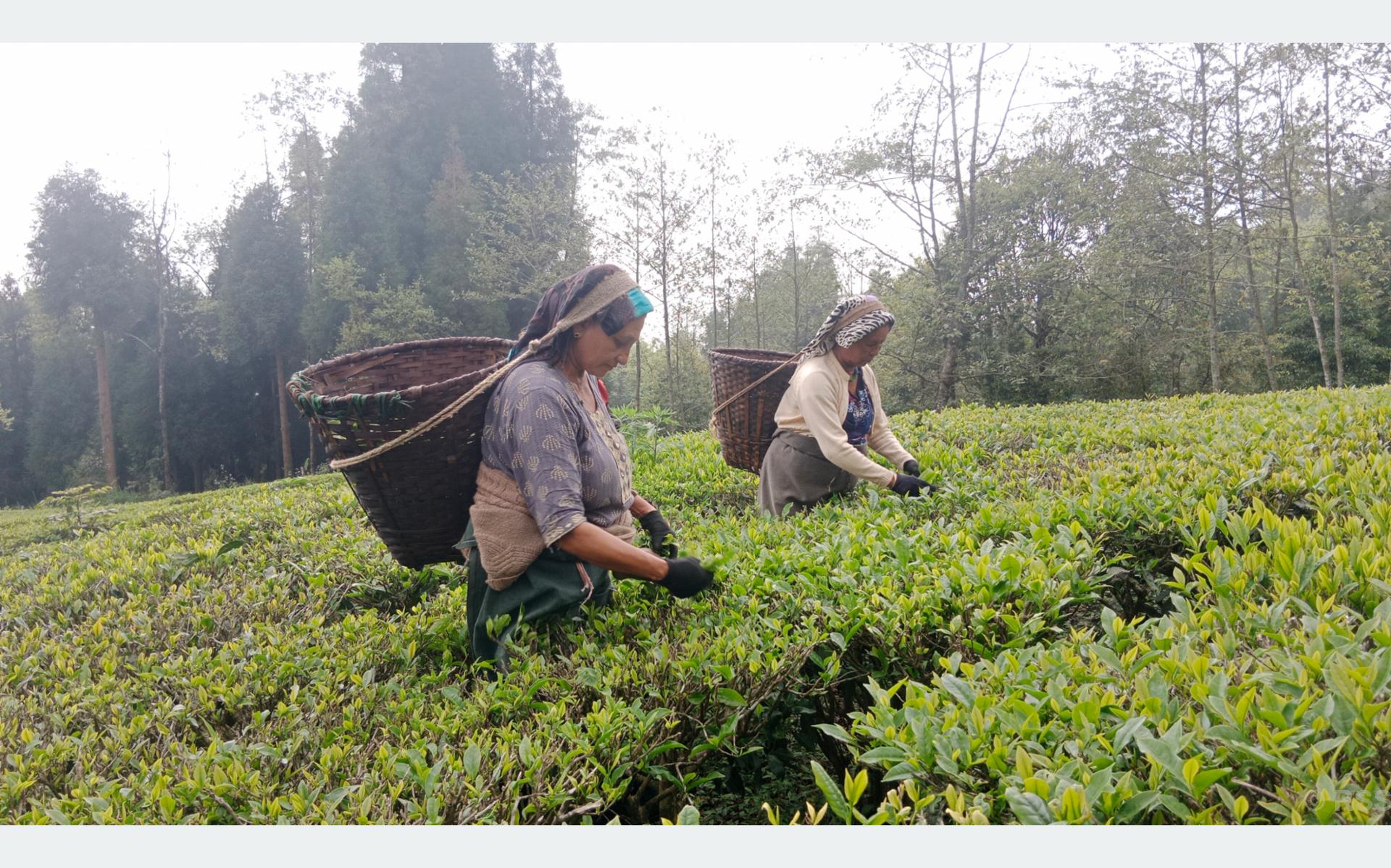 Tea manufacturers announce factory shutdowns over India export blockade