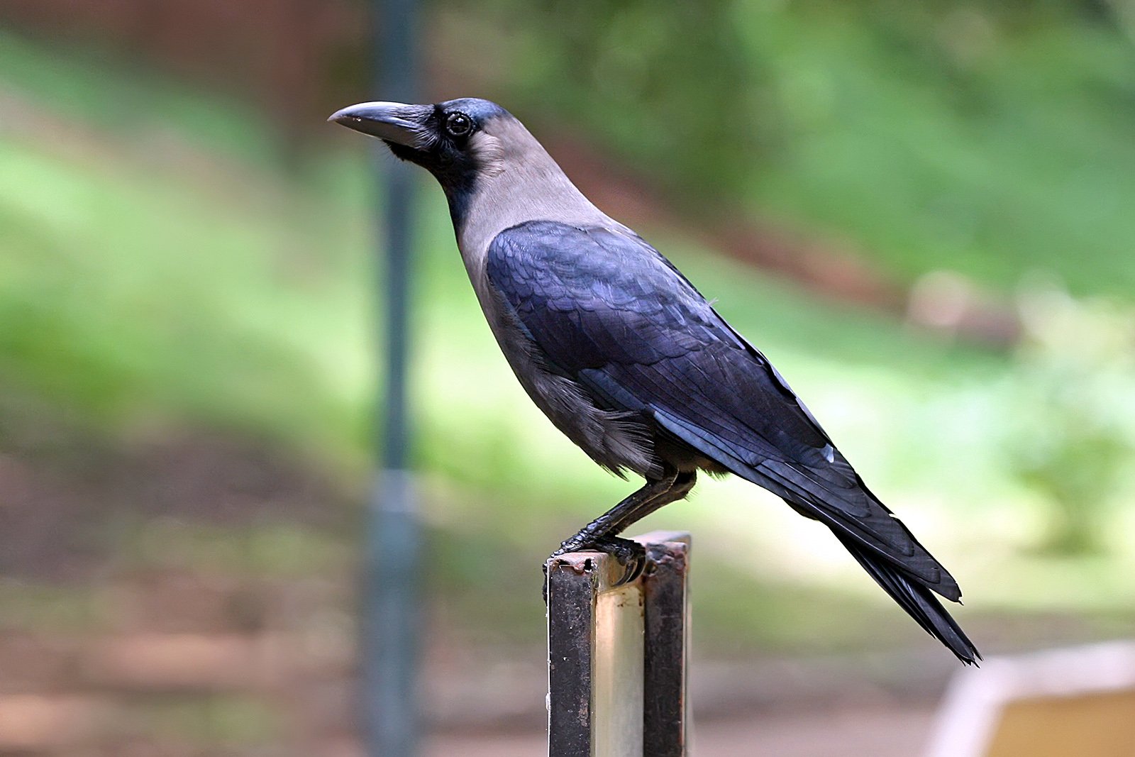 Crows behind spread of bird flu in Kathmandu Valley