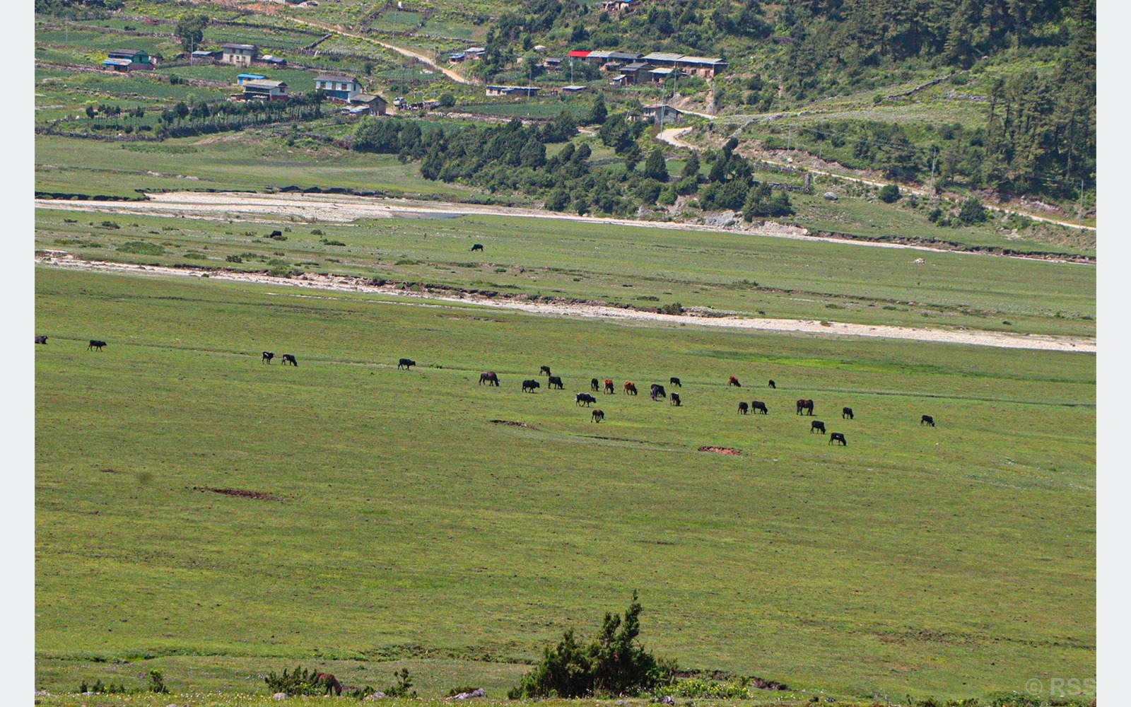 Monsoon brings traditional grazing back to Dhorpatan meadows