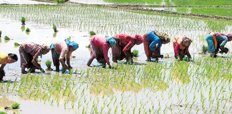 Kanchanpur records less than 50 percent paddy plantation