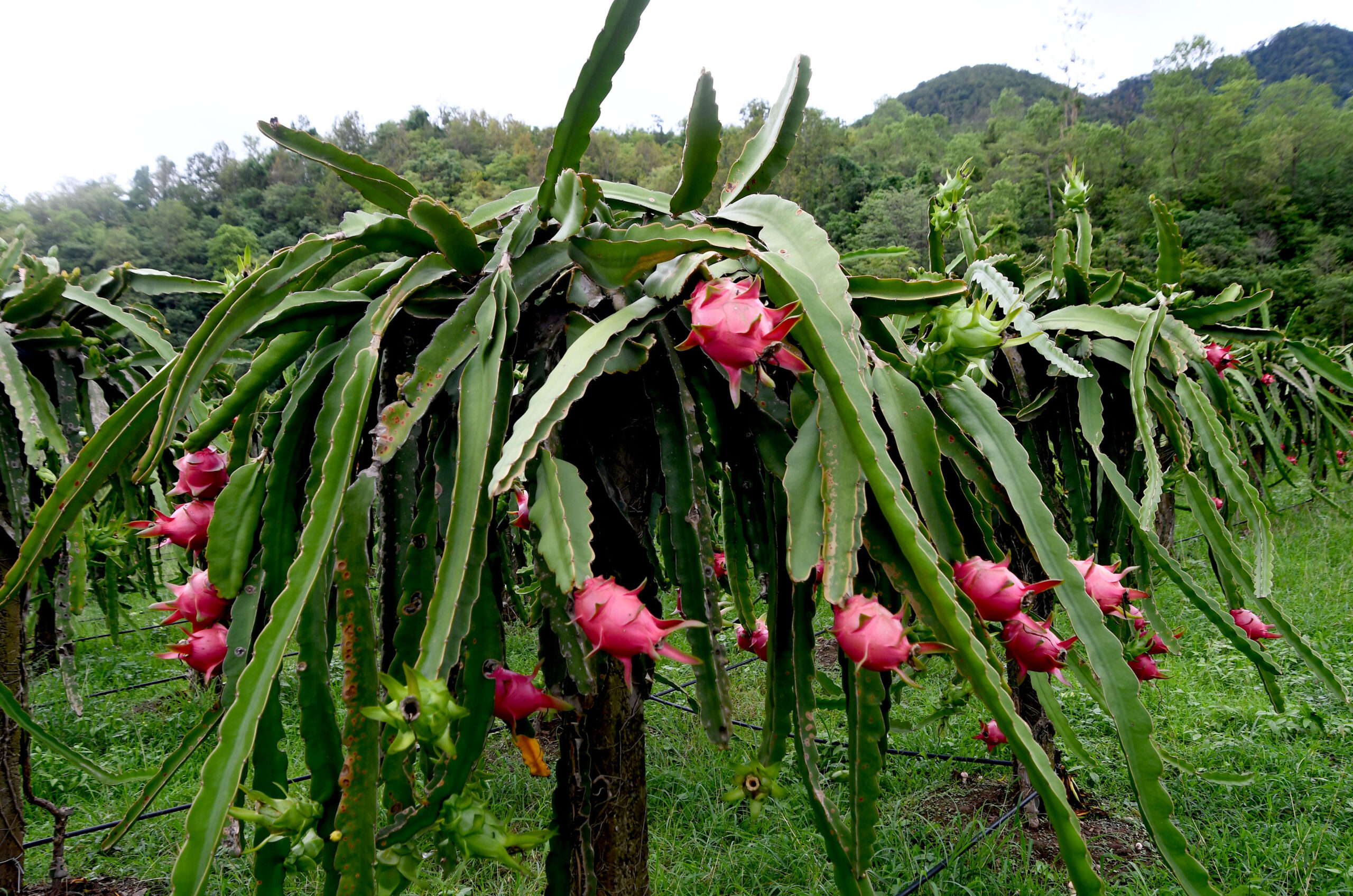 Dragon fruit festival concludes in Hetauda with Rs 2.5 million turnover