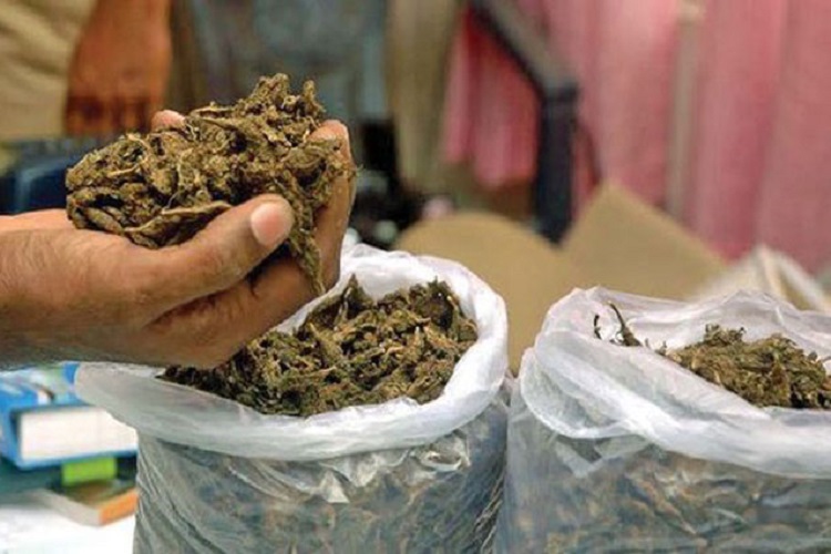 100 Kg of marijuana seized in Parsa