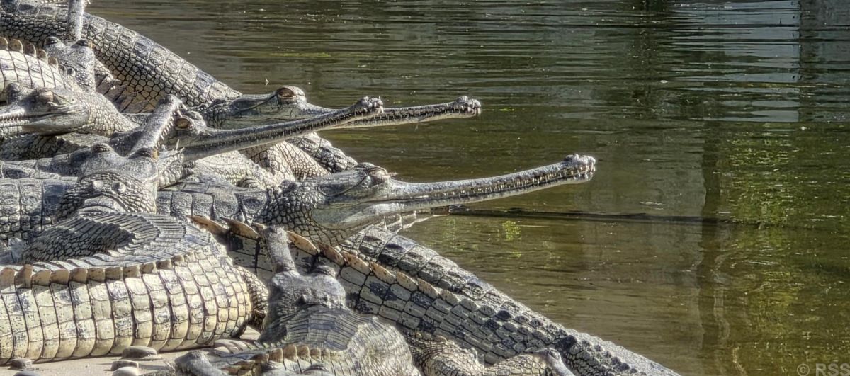 2,315 Gharials released in rivers in 45 Years