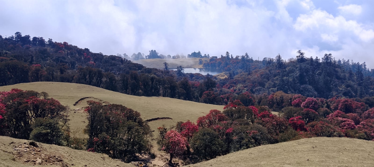 When Protected Forests Turn into Green Deserts