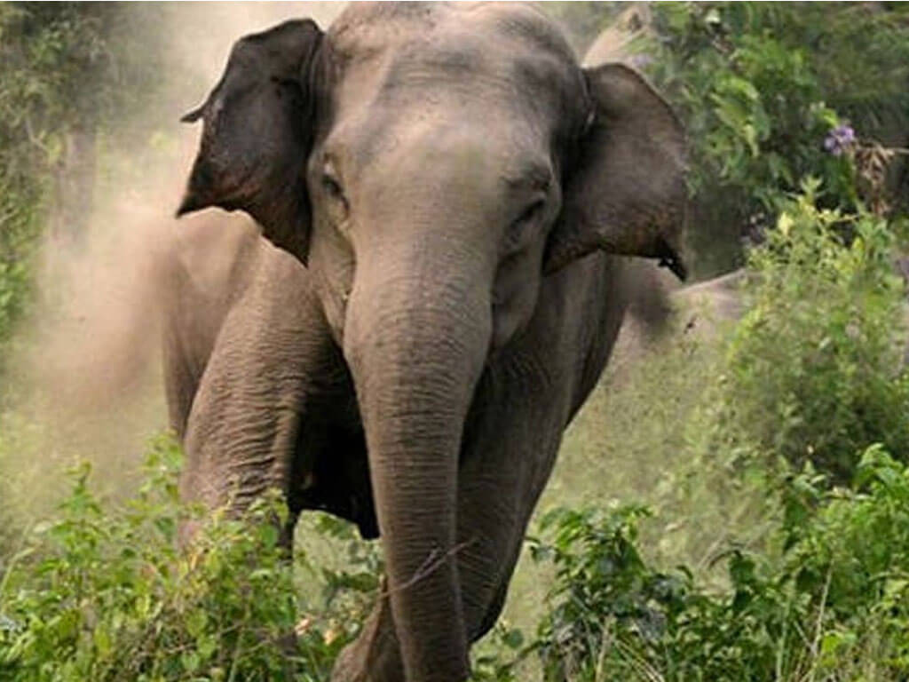 Wild elephants wreak havoc, destroying 6 homes in Udayapur