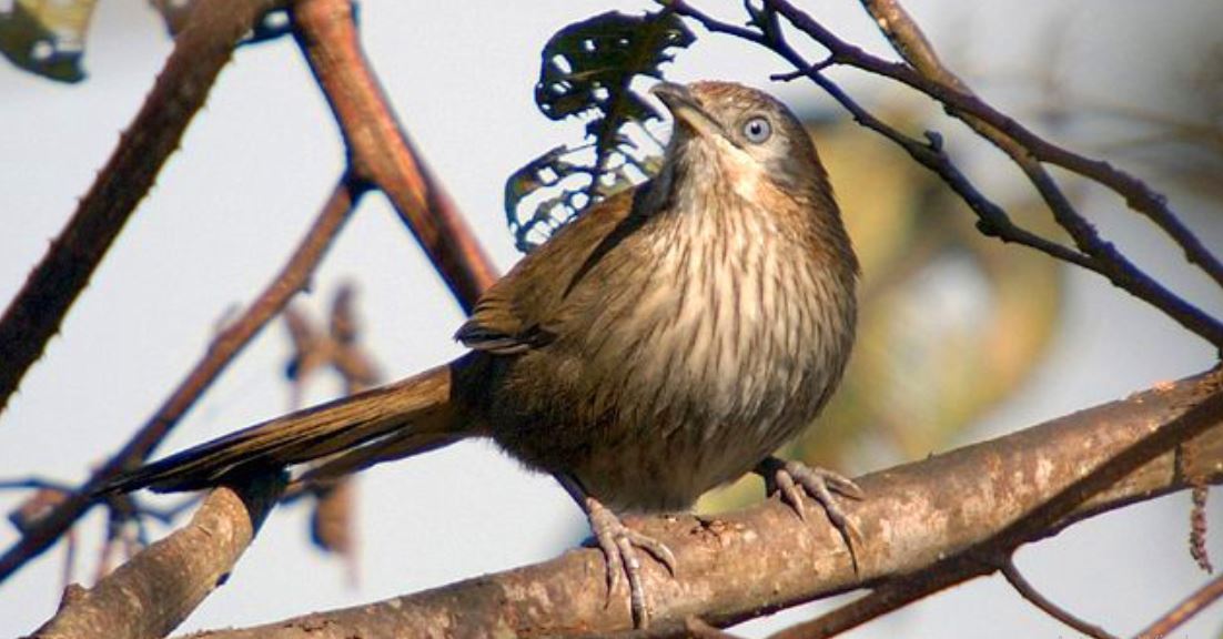 Nepal’s endemic spiny babbler spotted in Madhesh Province for the first time