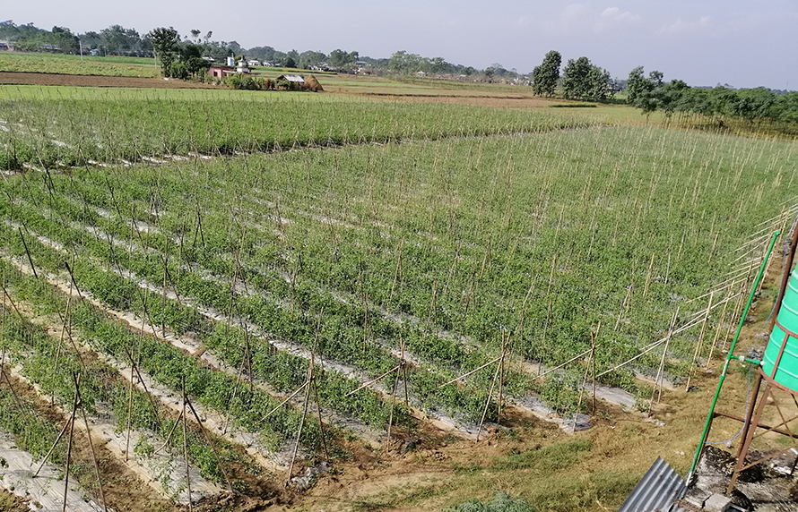 Modern Agriculture Program transforms farming practices in Kailali