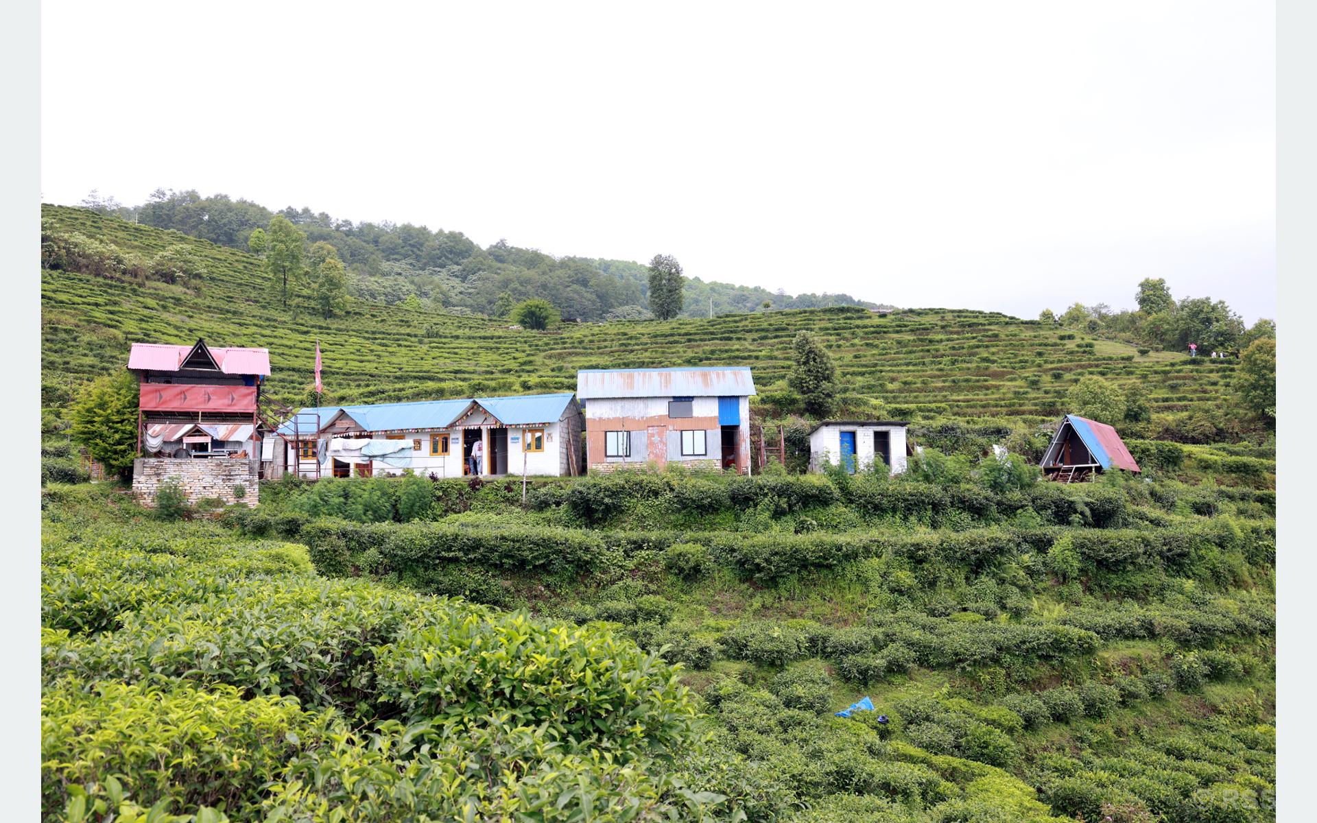 Lwang village: Where emerald tea gardens meet snow-capped mountains