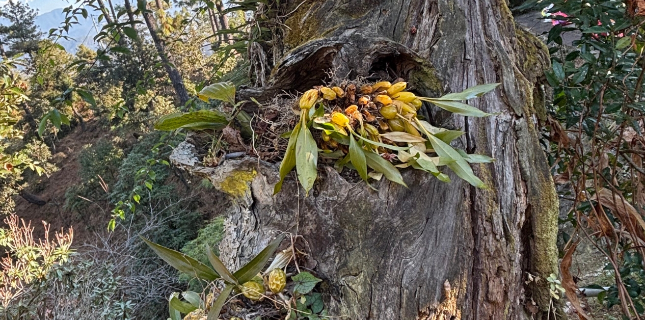 The Economics of Greenery: Linking Biodiversity to Jobs and Growth