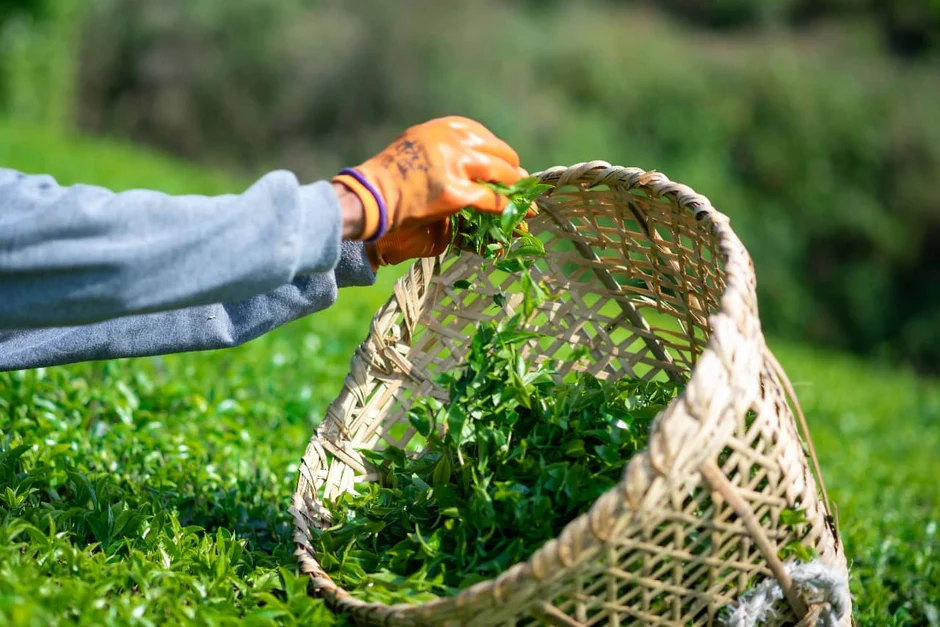 How India’s Testing Rules Have Pushed Nepal’s Orthodox Tea Industry to the Brink