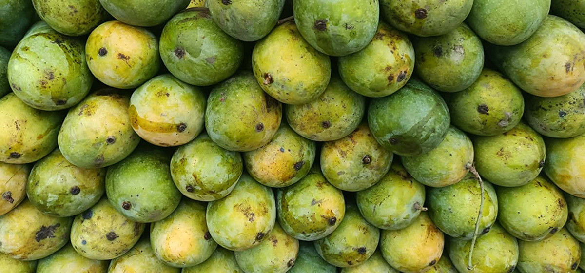 Price of Maldaha variety of mango on the rise