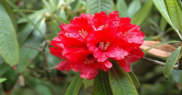 Rhododendron saplings planted in Mundum trekking route