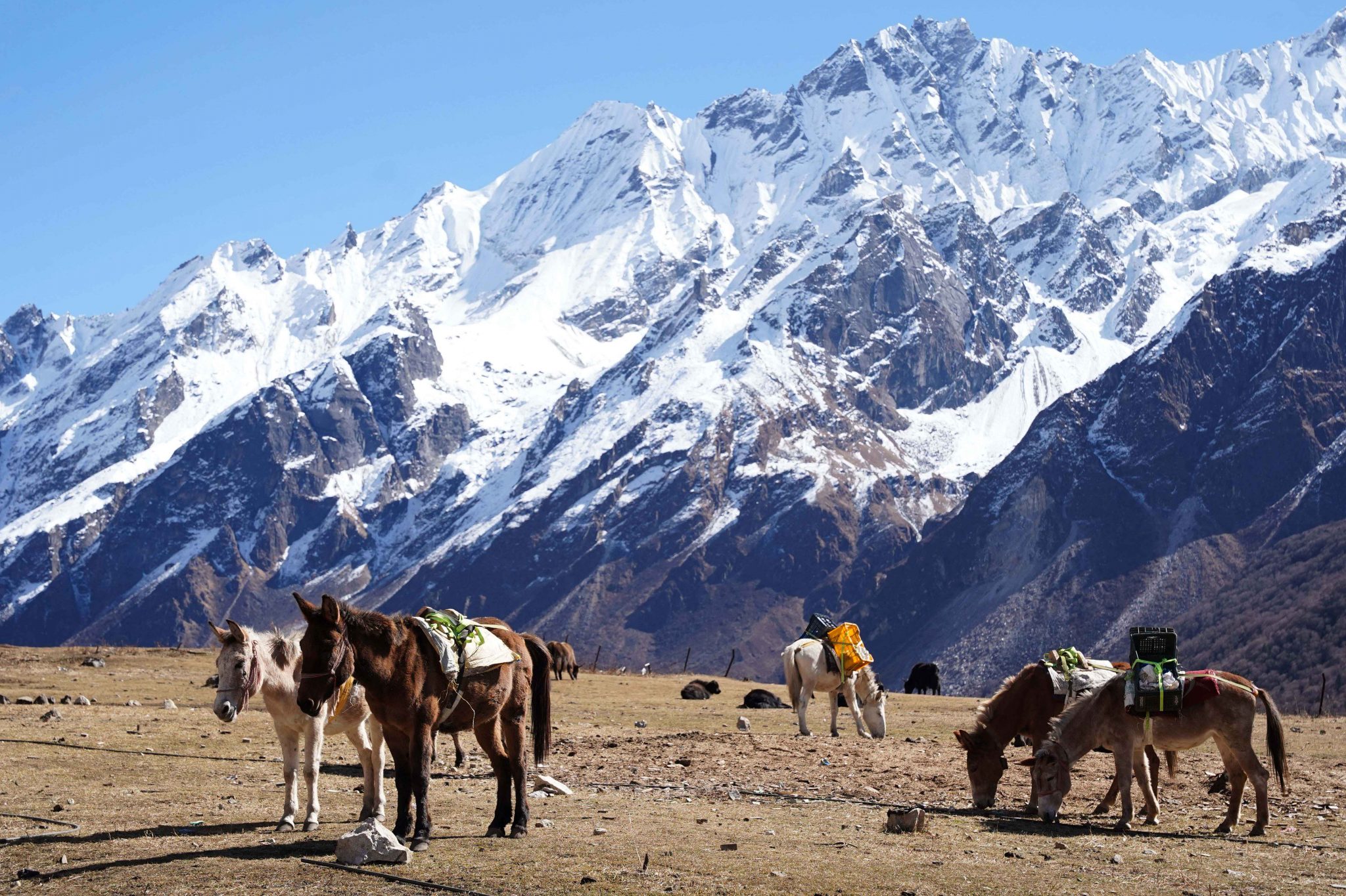 Declining tourist numbers trigger revenue slump in Langtang National Park