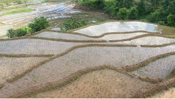 58 percent paddy plantation in Gorkha