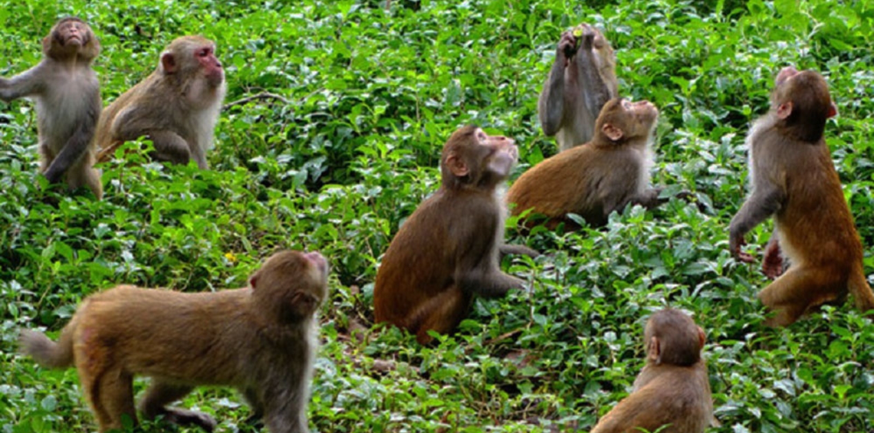 Escalating monkey menace triggers deep societal divide over solutions