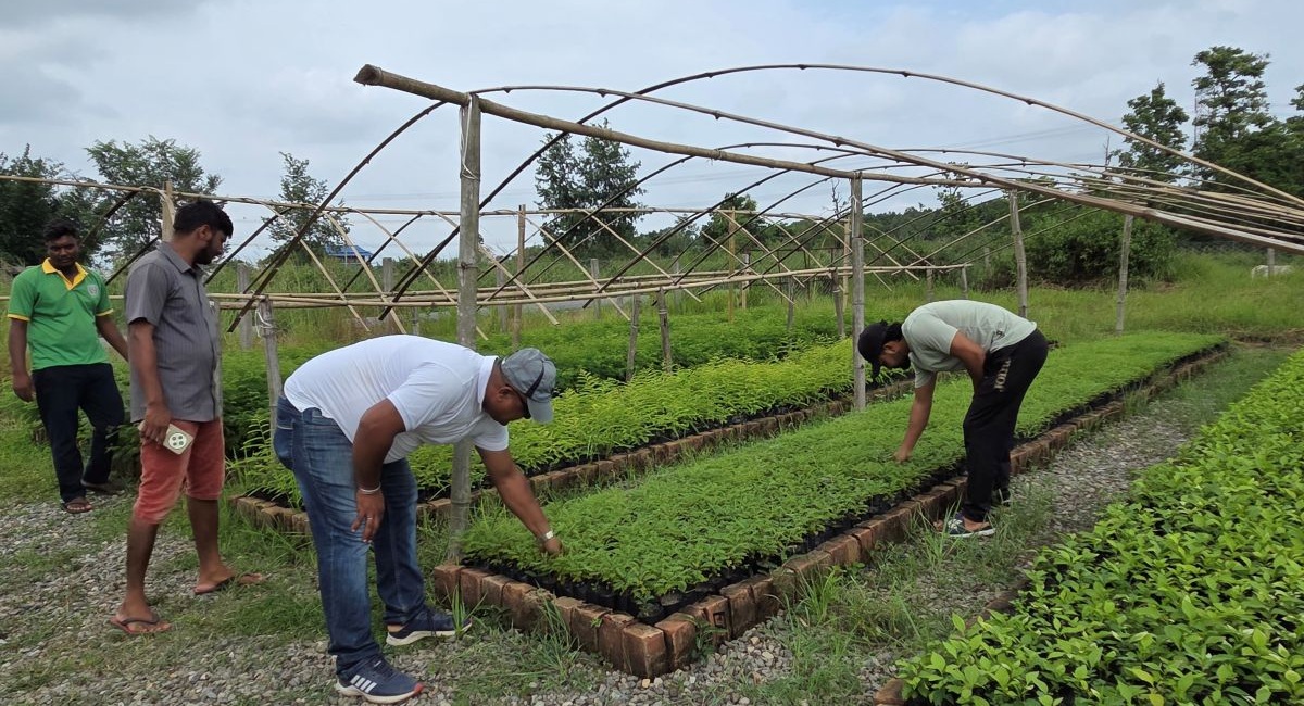 Sub-Division Forest Office produces 35,000 seedlings in a year