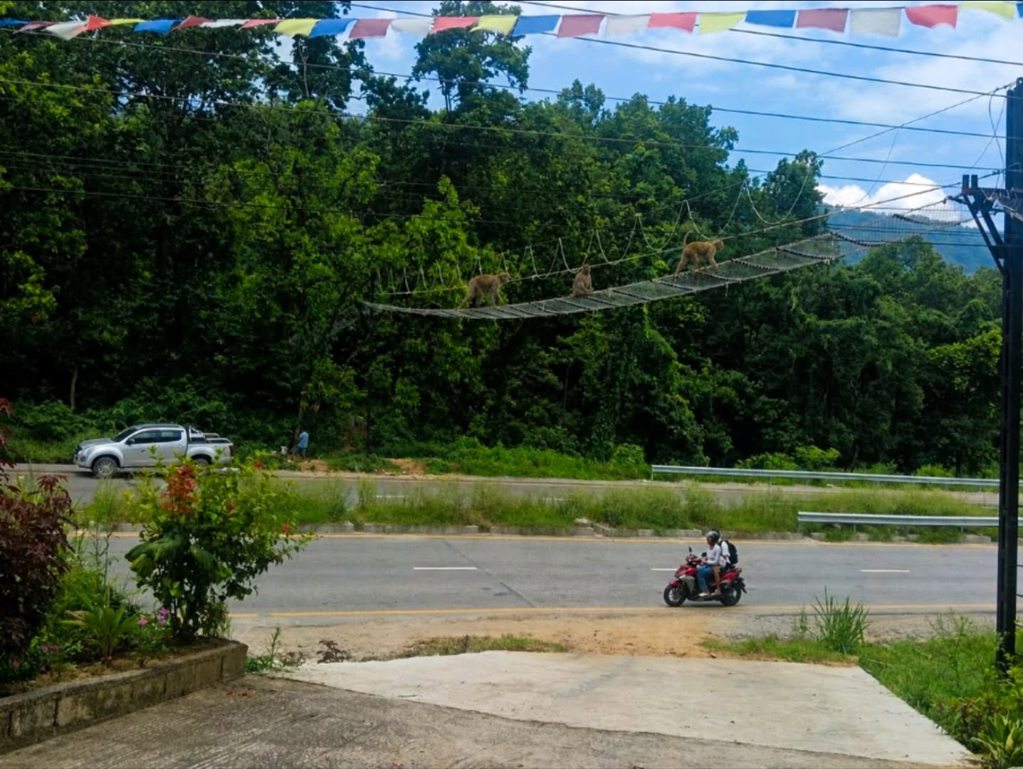 New path for wildlife: Nepal’s first overhead canopy bridge debuts